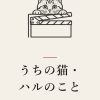『うちの猫・ハルのこと』の記事カバー画像